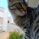 Picture of cat lost at Saint Aunes