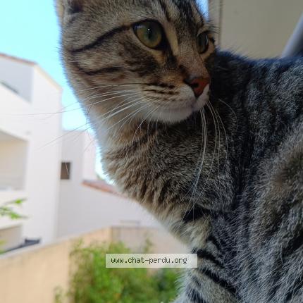 Photo 1/1 Picsou Chat lost in Saint aunes