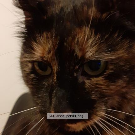 Photo 1/1 Pupuce Chat lost in Albi