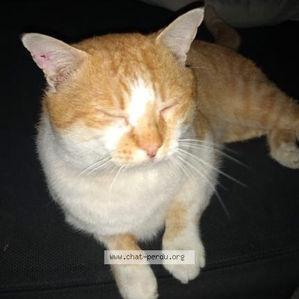 Photo 1/1 TIGROU Chat lost in Narbonne