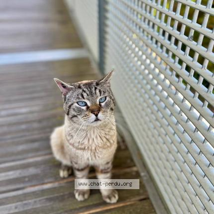 Photo 1/1 Cat reunited Lost in Alzonne
