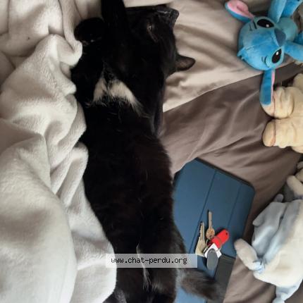 Photo 1/1 Ozie Chat lost in Missillac