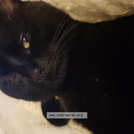 Photo 1/1 Gumpball Chat lost in Nevers