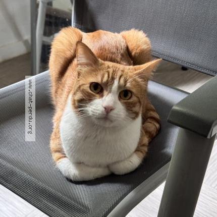 Photo 1/3 Monkeydoo Chat lost in Noisiel