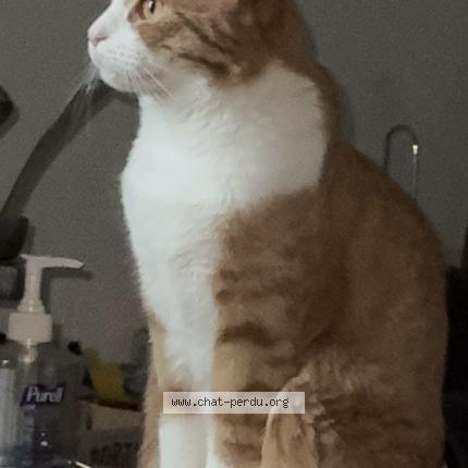 Photo 2/3 Monkeydoo Chat lost in Noisiel