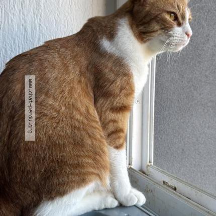 Photo 3/3 Monkeydoo Chat lost in Noisiel