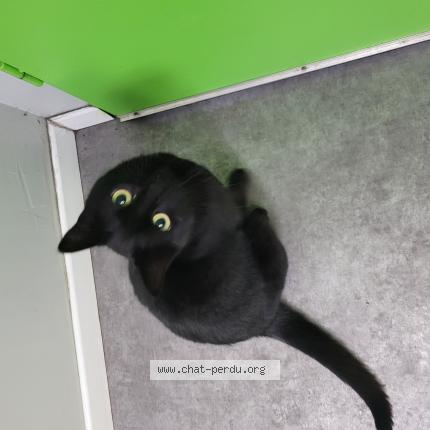 Photo 1/1 Vanda Chat lost in Evreux