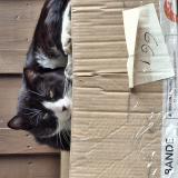 Picture of cat found at Sin Le Noble