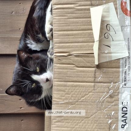 Photo 1/1 Found cat Found in Sin le noble