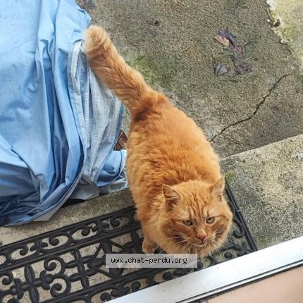 Photo 1/1 VICTOR Chat lost in Saint macaire en mauges