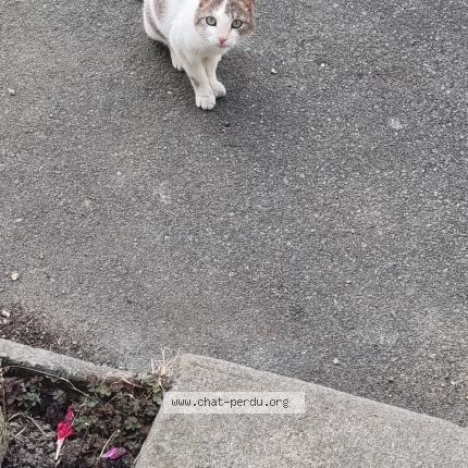 Photo 1/1 Found cat Found in Saint denis d anjou