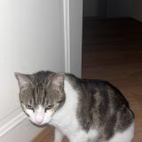 Picture of cat lost at Saint Etienne De Maurs