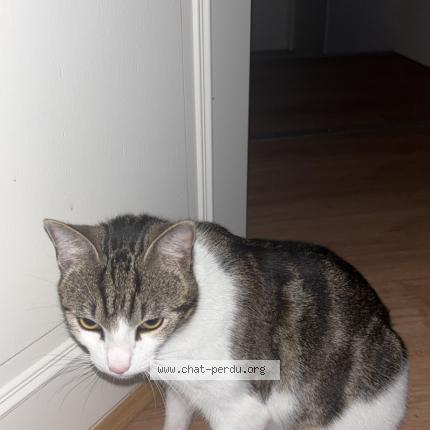 Photo 1/1 Vroum Chat lost in Saint etienne de maurs