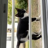 Picture of cat found at Corbeil Essonnes