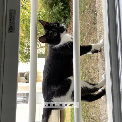 Photo 1/1 Found cat Found in Corbeil essonnes