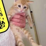 Picture of cat found at Montpellier