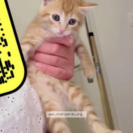 Photo 1/1 Found cat Found in Montpellier