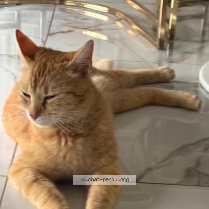 Photo 1/1 simba Chat lost in Nantes