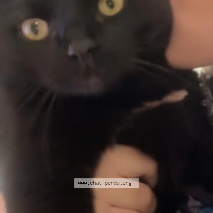 Photo 1/2 MOULA Chat lost in Valmont