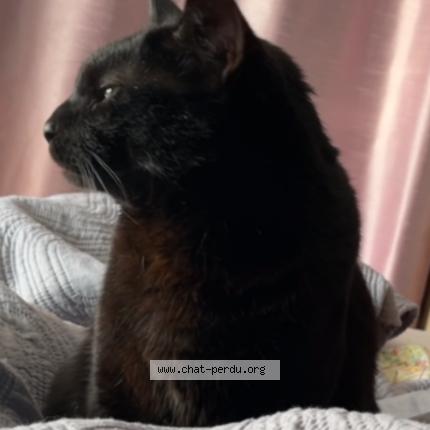 Photo 2/2 MOULA Chat lost in Valmont