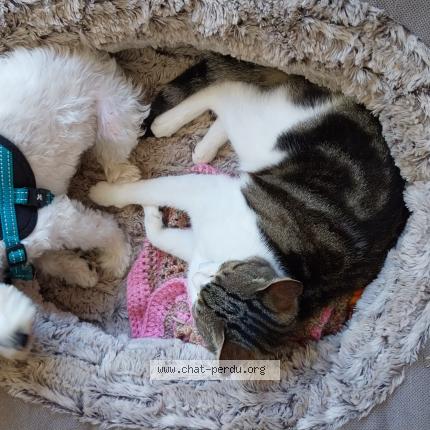 Photo 1/1 Milou Chat lost in Argentat