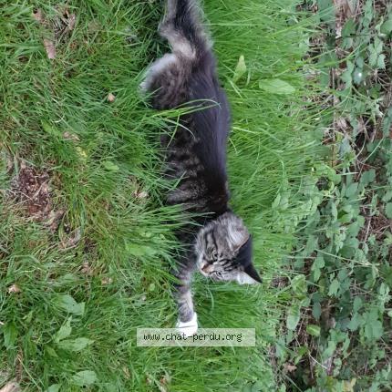 Photo 1/1 Pouky Chat lost in Trouville la haule