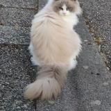 Picture of cat lost at Villefontaine