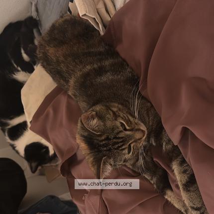 Photo 1/1 Martine Chat lost in Marseille