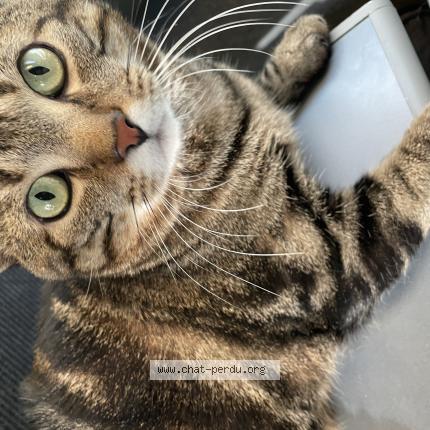 Photo 1/1 Rizoto Chat lost in Nonsard lamarche