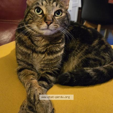 Photo 1/1 PACO Chat lost in Marseille