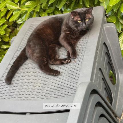 Photo 1/1 Léo Chat lost in Auch