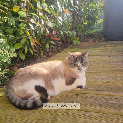 Photo 1/1 Canaille Chat lost in Villard de lans