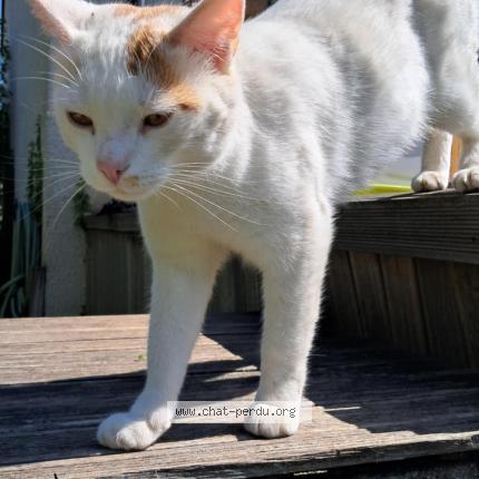 Photo 1/1 Nao Chat lost in Sermaises