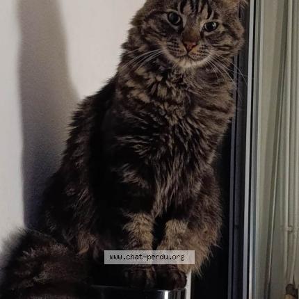 Photo 1/1 Pompon Chat lost in Montpellier