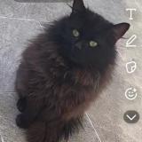 Picture of cat found at Tourcoing