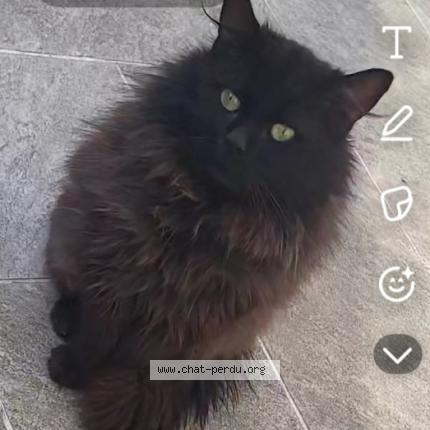 Photo 1/3 Found cat Found in Tourcoing
