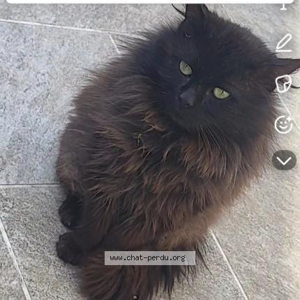 Photo 2/3 Found cat Found in Tourcoing