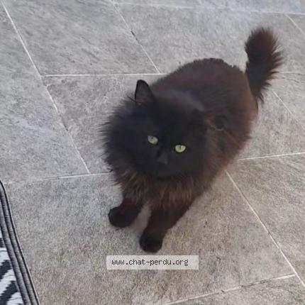 Photo 3/3 Found cat Found in Tourcoing