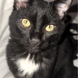 Picture of cat lost at Vayres