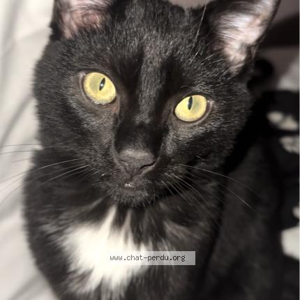 Photo 1/1 Tommy Chat lost in Vayres