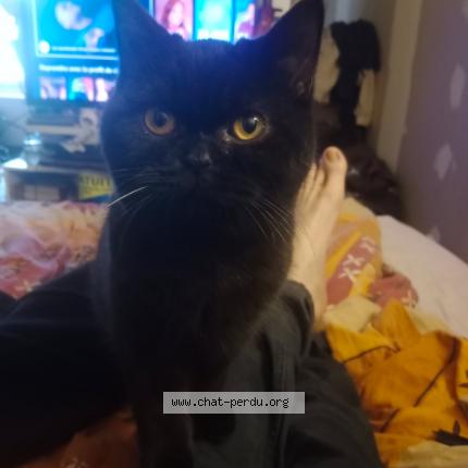 Photo 1/1 Mimine Chat lost in Palluau