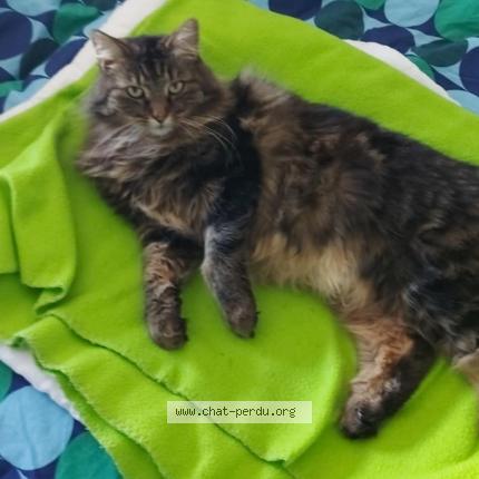 Photo 1/1 Misty Chat lost in Vedrin