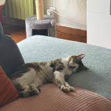 Picture of cat lost at Is En Bassigny