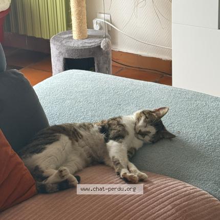 Photo 1/1 Vannia Chat lost in Is en bassigny