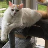 Picture of cat lost at Wittersheim