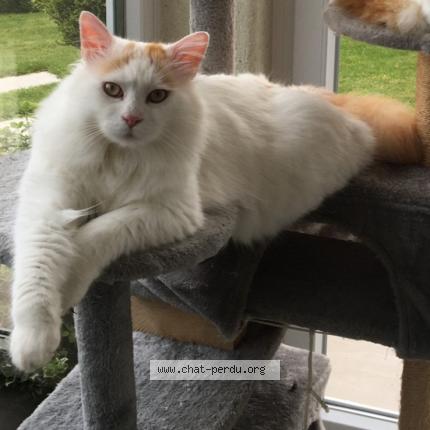 Photo 1/1 Tarkan Chat lost in Wittersheim