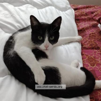 Photo 1/1 F&eacute;lix Chat lost in Tarbes