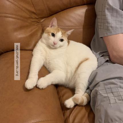 Photo 1/1 Marley Chat lost in Toulouse