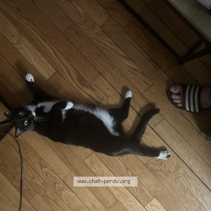 Photo 1/1 Tr&eacute;sor ou biboune Chat lost in Paris