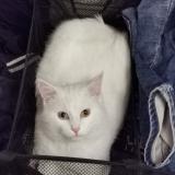 Picture of cat lost at Cadenet